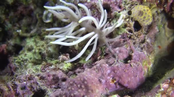 Aelolidida Nudibranch Close Tropisch Koraalrif — Stockvideo