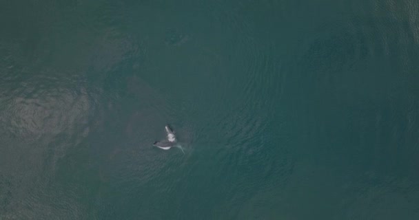 Beau Rorqual Commun Ouverture Bouche Manger Pénètre Dans Surface Océan — Video