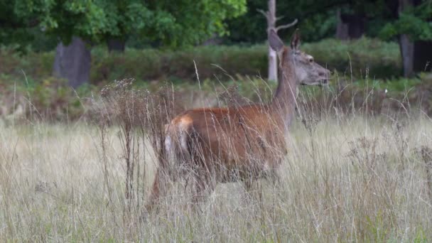 Piękny Samica Red Deer Stoi Wysokiej Suchej Trawie Wygląda Kamery — Wideo stockowe