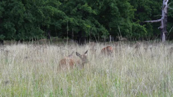 Des Cerfs Cachés Dans Hautes Herbes Sèches Résistent Pâturage Dans — Video