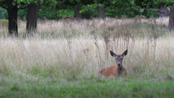 Adorable Cerf Rouge Derrière Couché Dans Herbe Haute Est Harcelé — Video