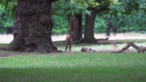 Niedlicher Damhirsch Frisst Grünes Gras Schatten Massiver Alter Baumstämme — Stockvideo