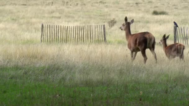 小さな鹿の家族は古い木製の柵で乾いた開いた牧草地を走ります — ストック動画