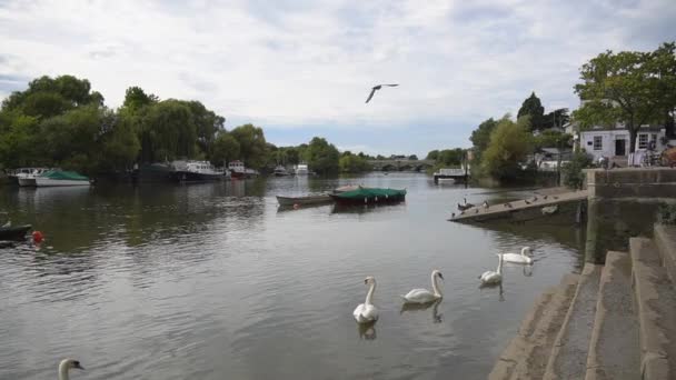 Vita Svanar Hoppas Kunna Matas Med Steg Vid Riverside Green — Stockvideo