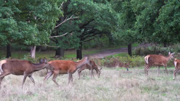 Entzückende Rotwildherde Wandert Graswiese Waldwanderweg — Stockvideo