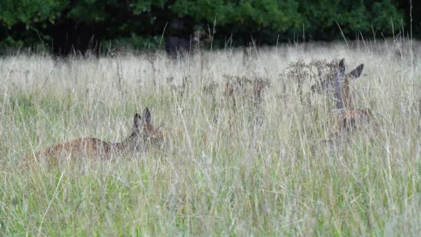 Stádo Jelenů Ležící Vysoké Louce Pleskají Ušima Proti Kousajícím Broukům — Stock video