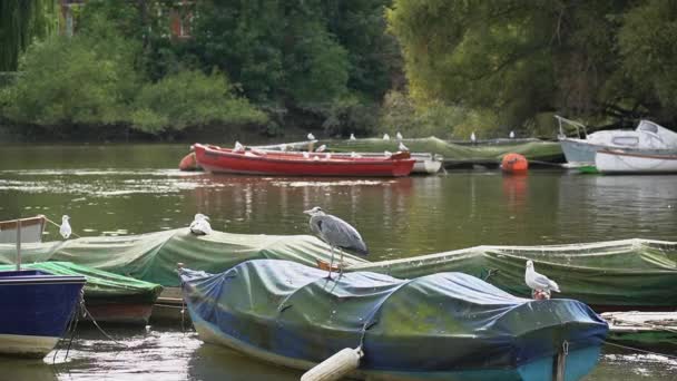 Héron Gris Goélands Sont Assis Sur Des Bateaux Amarrés Dans — Video