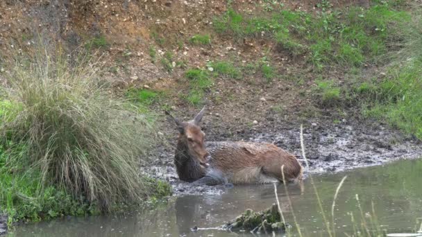 Samica Red Deer Przeżuwa Cud Pokrywa Się Błotem Strumieniem Leśnym — Wideo stockowe