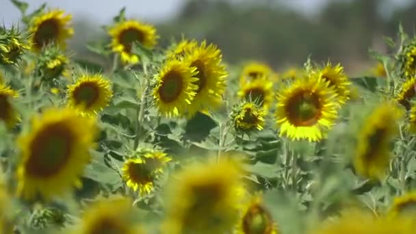 艳丽的黄色向日葵在微风中飘扬 田野的深度有限 — 图库视频影像