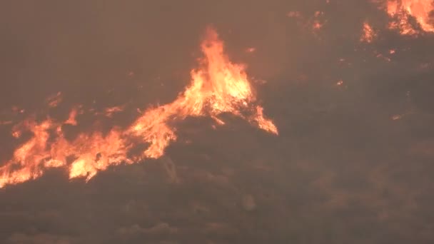 鳥がカリフォルニア州ヘメットのフレームを飛ぶようにブラシを通って燃える山火事の終わり — ストック動画