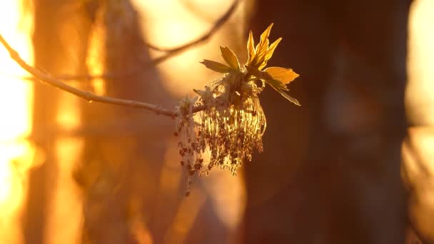 황금시간대에 단풍나무를 클로즈업하는 — 비디오