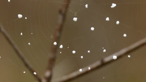 Kanada Nın Mevsimin Son Karı Ormana Kurulmuş Güzel Bir Örümcek — Stok video