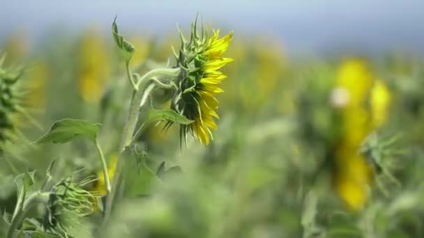 Medio Primo Piano Messa Fuoco Stretta Girasole Giallo Soffia Brezza — Video Stock