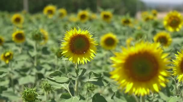Abelhas Exploram Flor Planta Girassol Foco Estreito Campo Dia Ensolarado — Vídeo de Stock