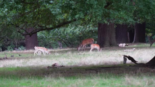 Adult Deer Spotted Fawns Graze Grass Shade Huge Old Trees — Stock Video