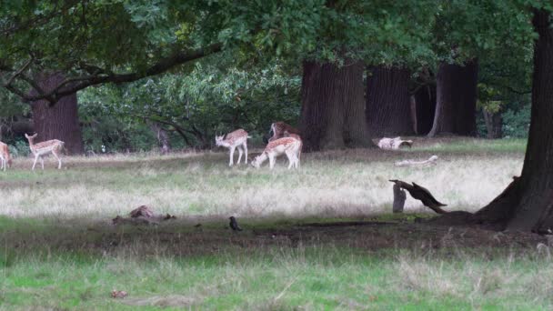 Söta Fläckiga Rådjur Viftar Med Svansen När Betar Skogens Äng — Stockvideo