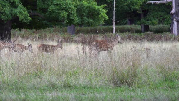 Hirschherde Wandert Durch Gestell Trockener Gras Borealer Waldwiese — Stockvideo