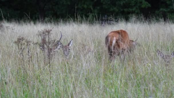 赤い鹿は他の鹿と合流し 背の高い乾燥サバンナに隠されて横たわっています — ストック動画