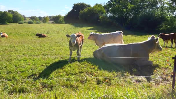 Auf Einer Wiese Liegen Mutterkühe Mit Kälbern Der Sonne — Stockvideo