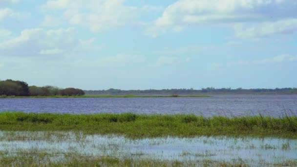 Florida Everglades Park Hohes Gras Lower Myakka Lake Myakka River — Stockvideo