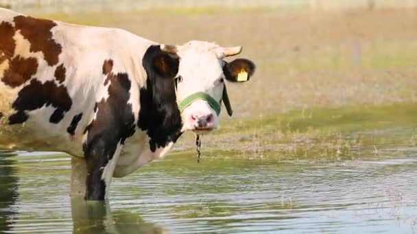 Kráva Pije Vodu Jezera Dívá Kamery — Stock video