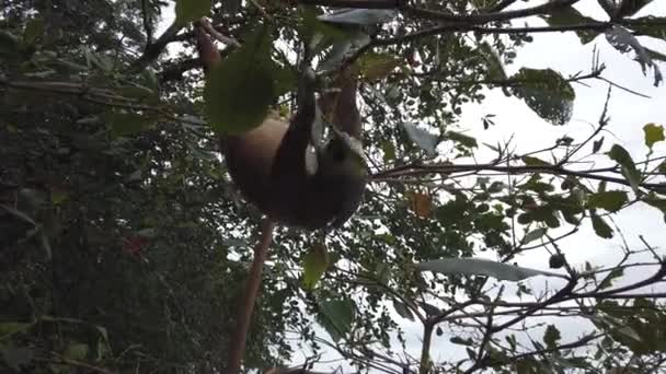 Lenea Hrănește Costa Rica — Videoclip de stoc