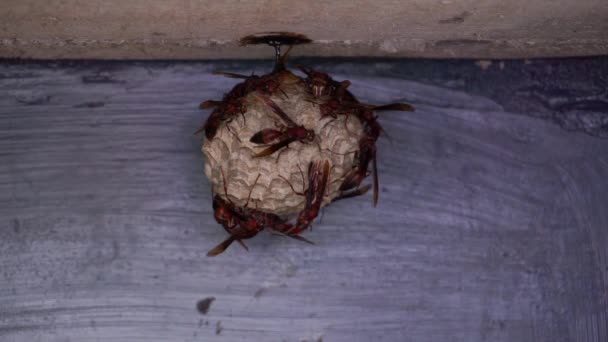 Een Kolonie Vlinderwespen Hun Nest Aan Muur Van Het Gebouw — Stockvideo