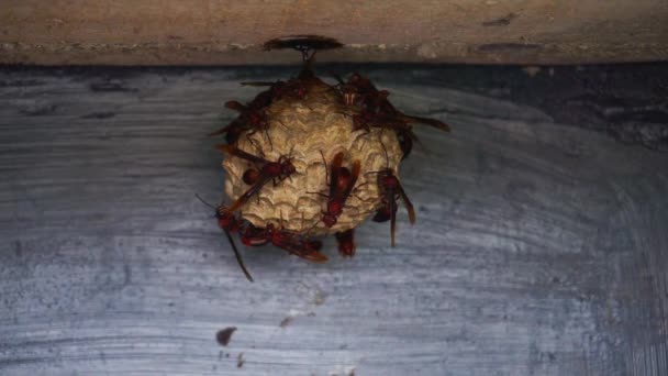 Een Kolonie Wespen Hun Nest Het Dak Van Het Gebouw — Stockvideo