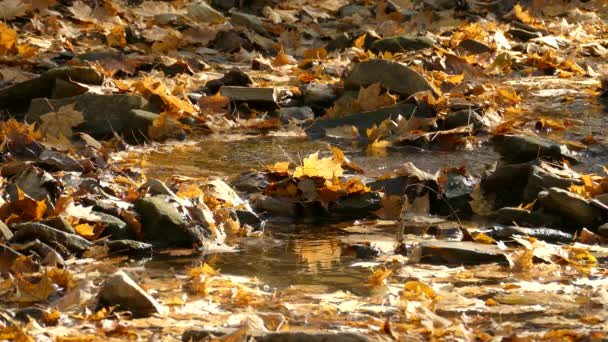 Cala Pacífica Con Cascada Pequeña Cubierta Hermosas Hojas Color Otoño — Vídeo de stock