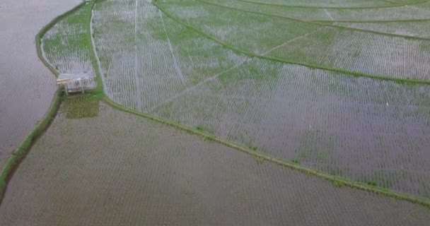 Vista Pájaro Campo Arroz Inundado Con Planta Arroz Joven Plantado — Vídeos de Stock