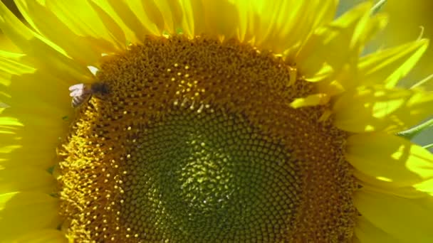Primer Plano Abeja Alimenta Girasol Retroiluminado Florece Día Soleado Ventoso — Vídeos de Stock