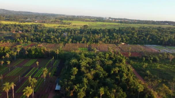 Légi Ültetvények Asuncion Külterületén Paraguay — Stock videók