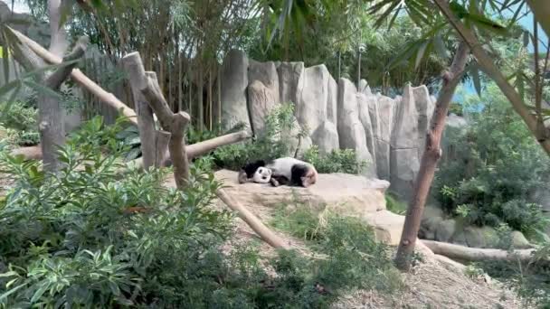 Cinematic Bamboo Forest Environment Cute Giant Panda Ailuropoda Melanoleuca Yawning — Stok Video