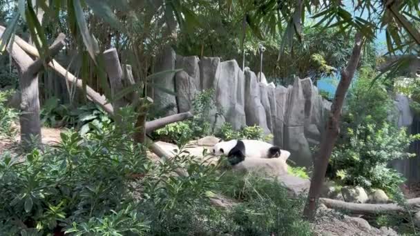 Movimento Mão Cinematográfica Capturando Panda Gigante Sonolento Preguiçoso Ailuropoda Melanoleuca — Vídeo de Stock