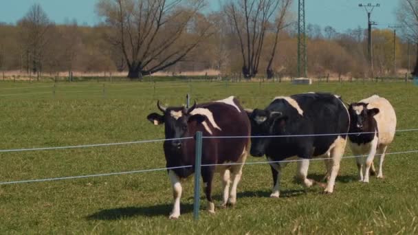 Een Kudde Kleine Franse Koeien Die Een Hek Lopen Bretonse — Stockvideo