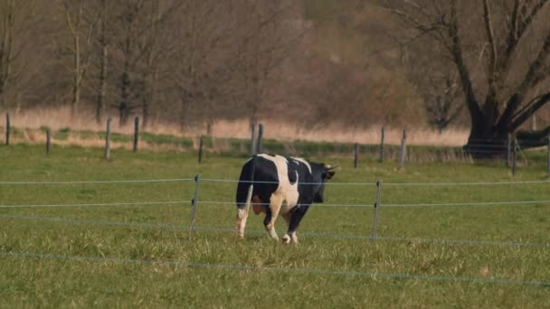 牛がフェンスを越えて歩いている フランスの小さなサイズブレトンパイノワール牛の品種 — ストック動画