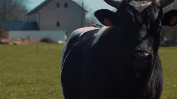 Portretfoto Van Breton Taart Noir Bull — Stockvideo