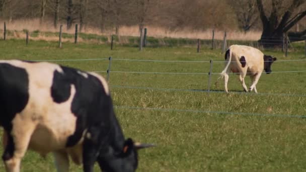 Francês Bretonne Pie Noir Vacas Pastando Prado — Vídeo de Stock