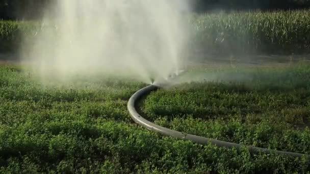 Desperdiciando Agua Preciosa Durante Una Crisis Agua Manguera Riego Agrícola — Vídeo de stock