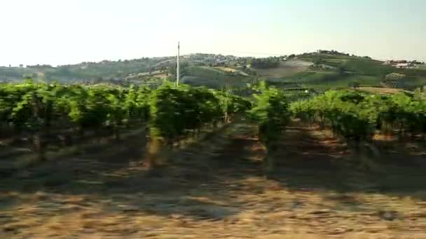 Vinice Produkční Oblasti Verdicchio Víno Vidět Auta Které Cestuje Přes — Stock video