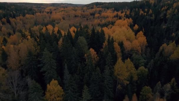 Wideo Lotnicze Odległego Lasu Sosnowego Brzozowego Finlandii Jesienią Drone Shot — Wideo stockowe