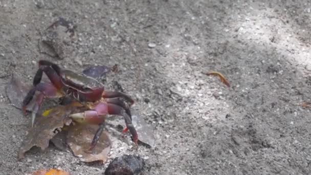 Seychelles Land Granchio Che Cammina Sulla Sabbia Tenendo Foglia Prima — Video Stock