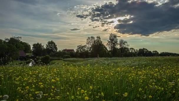 Akşamları Etrafında Yabani Beyaz Sarı Çiçeklerle Çevrili Bir Gölet Üzerinde — Stok video