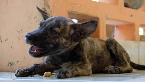 Чарівний Милий Маленький Цуценячий Собака Чорно Коричневі Плями Жування Смачного — стокове відео