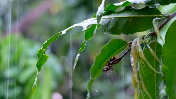 Зелений Лист Рослини Краплями Води Під Час Падіння Дощу Тропічному — стокове відео