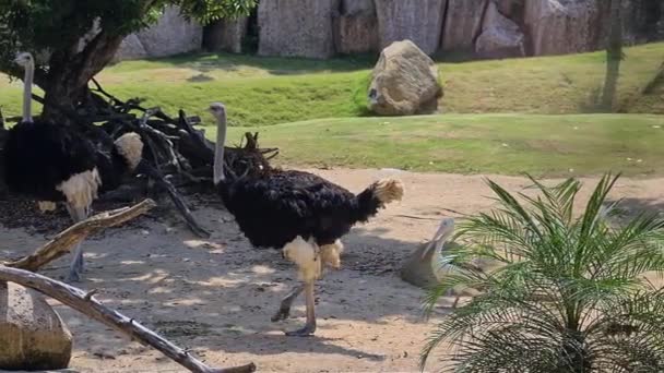 Group Ostrich Pelivan Walking Tree Shade Nature Reserve Hot Day — Stock Video