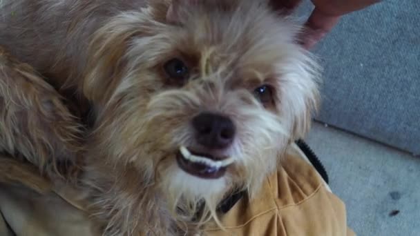 Owner Petting Domestic Dog Strange Smile While Showing Teeth Pov — Stock Video