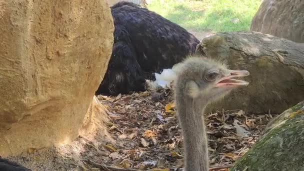 Szef Young Ostrich Zbliżenie Nielatający Ptak Dzikie Zwierzę Chronionym Rezerwacie — Wideo stockowe