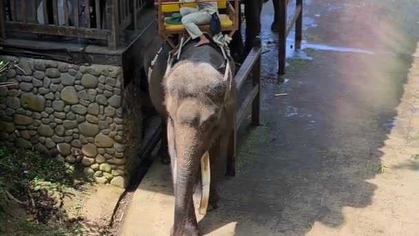 Eléphant Sellé Dans Zoo Park Bali Island Indonésie — Video