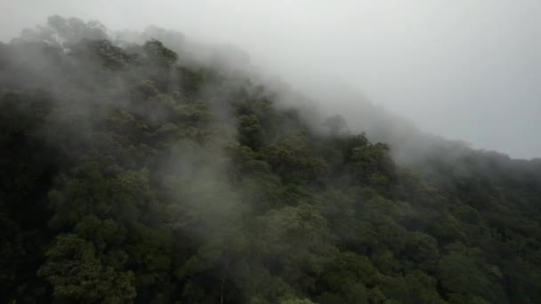 Drohnenflug Tief Liegenden Nebel Über Dichtem Dschungel Baldachin Costa Rica — Stockvideo